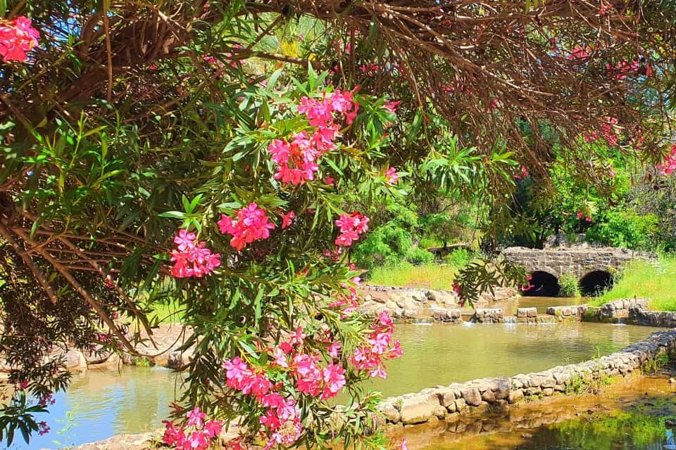 צמחייה בפארק הירדן