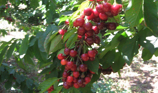 צילום מחוות הסוס והדובדבן