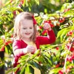 חוות הסוס והדובדבן קטיף