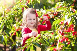 חוות הסוס והדובדבן קטיף