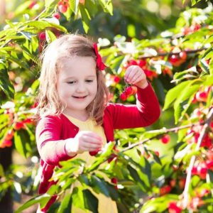 חוות הסוס והדובדבן קטיף