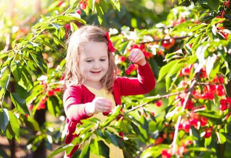 חוות הסוס והדובדבן קטיף