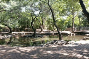 בריכת השכשוך בתל דן