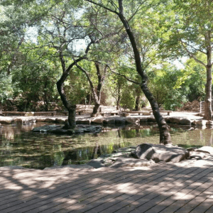 בריכת השכשוך בתל דן