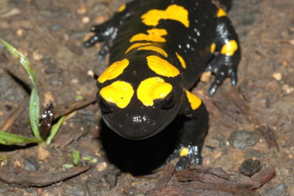 סלמנדרה בתל דן