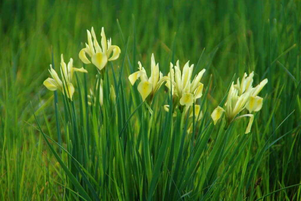 אירוס הביצות באחו נוב