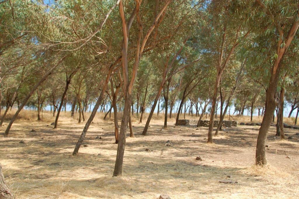 גבעת יואב חניון