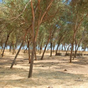 גבעת יואב חניון