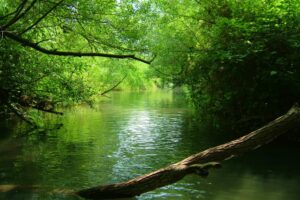 שמורת הטבע מג’רסה