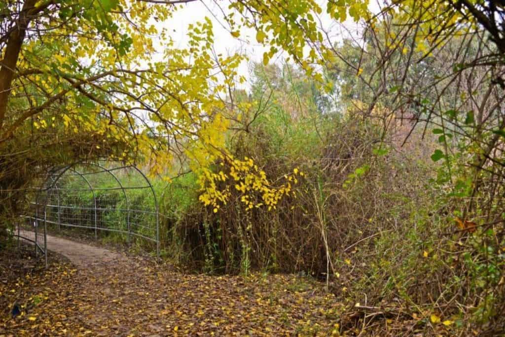 מג'רסה שביל נגיש