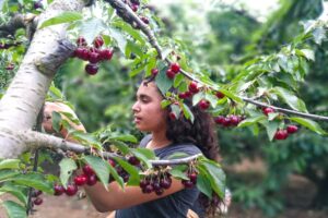 קטיף עצמי אודם