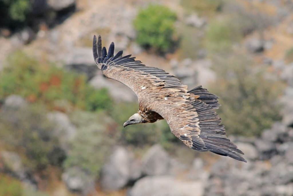 נוף משמורת טבע גמלא