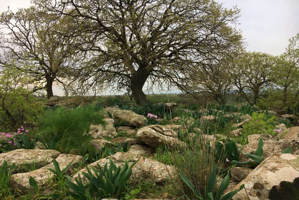 נוסף בנחל עיט