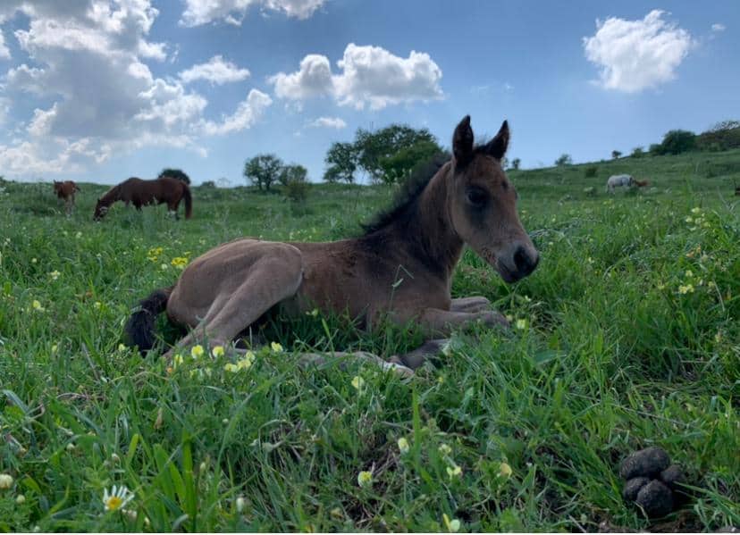 רכיבה על סוסים מרום גולן