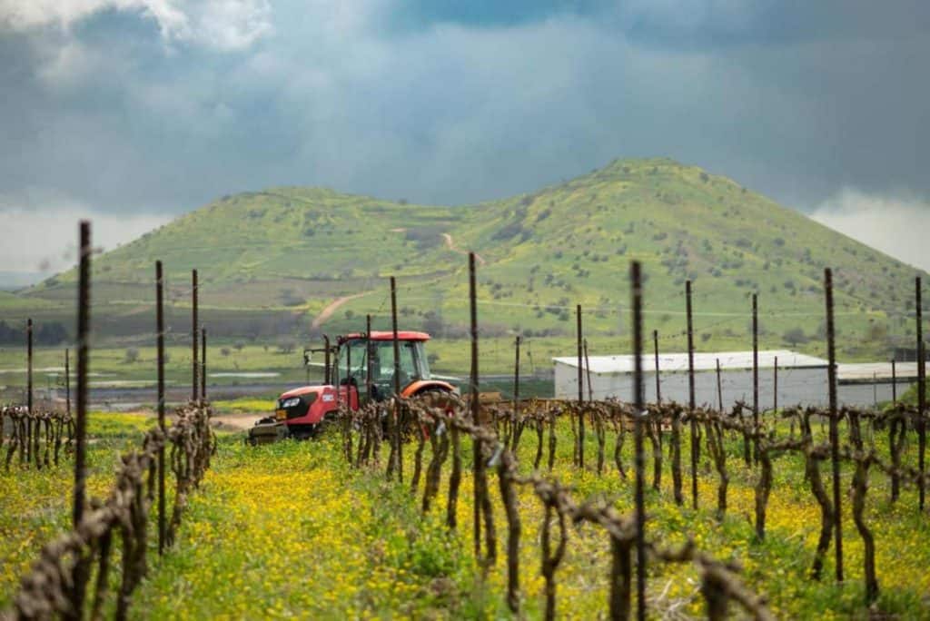 נוף יקב אורטל