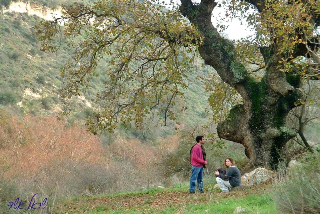 נוף בנחל מיצר