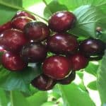 הבוסתן של מוטי