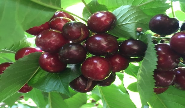 הבוסתן של מוטי