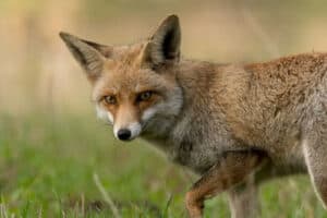 הגולן בעין המצלמה-הרצאות וסדנאות צילום