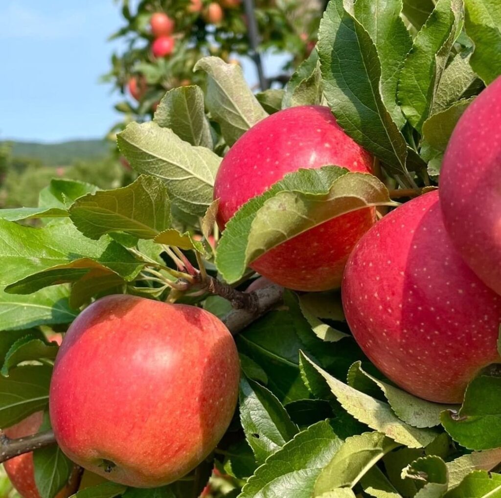 פארק הבוסתן תפוחים