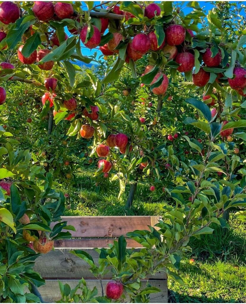 פארק הבוסתן תפוחים