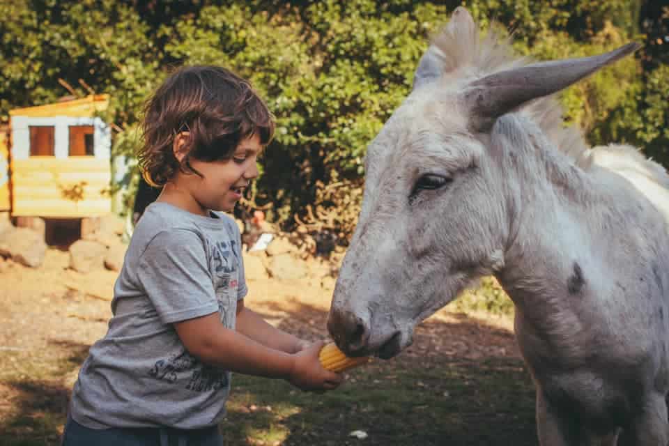 צולם בחווה ביער אודם