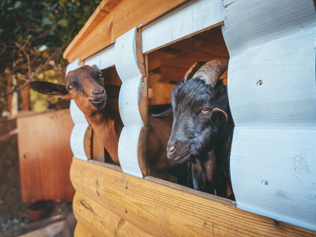 בעלי חיים ביער אודם
