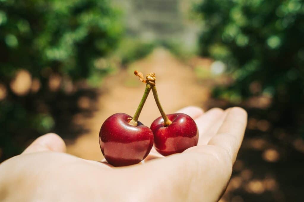 קטיף דובדבנים בנווה אטיב