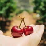 קטיף דובדבנים בנווה אטיב