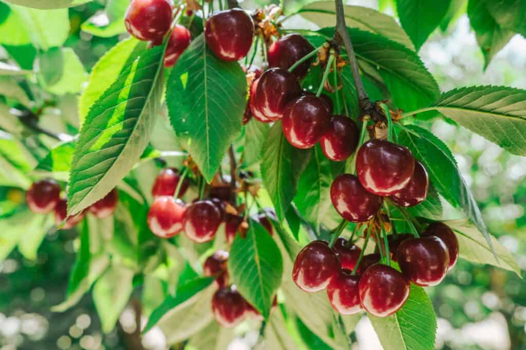 קטיף עצמי נווה עטיב