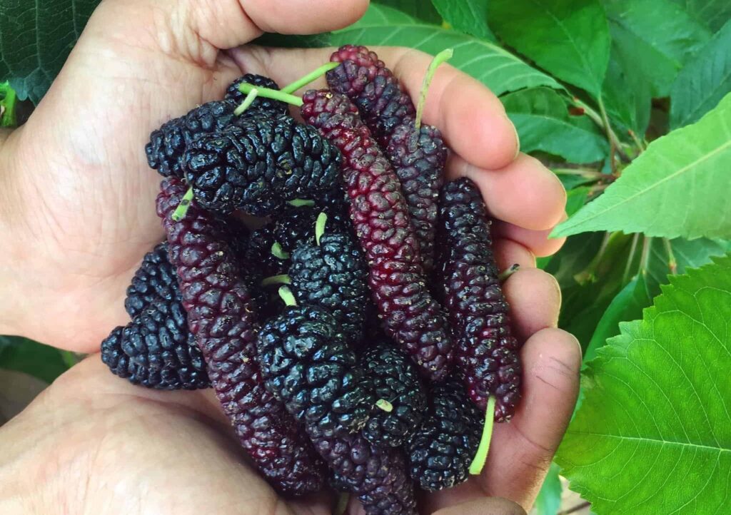 קטיף בנווה אטיב