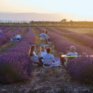 פיקניק בנוביקס קבוצה
