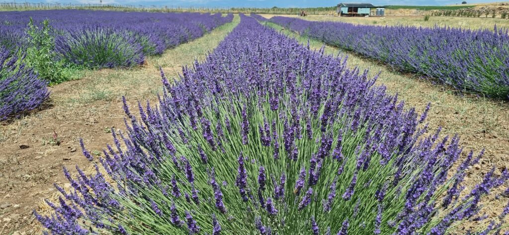 שדה לבנדר נוביקס