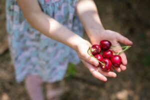 טיול דובדבנים ברמת הגולן