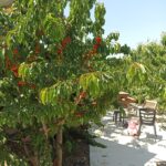 דובדבן לבנה וזעתר בגולן