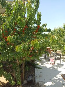 דובדבן לבנה וזעתר בגולן