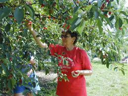 דובדבן הצפון