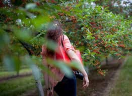 דובדבן הצפון