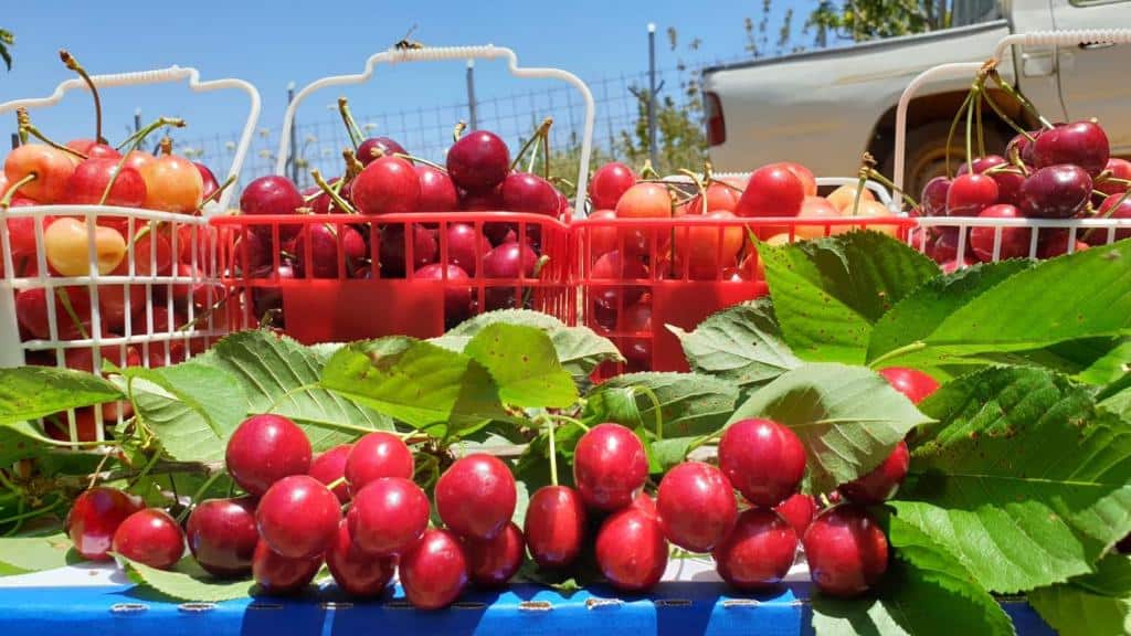 צימר בית נופש דובדובן בחרמון