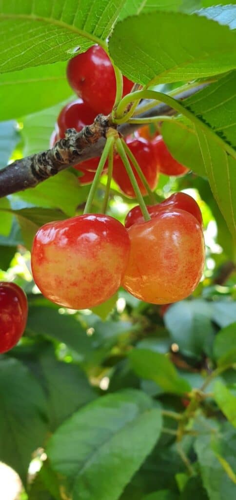 קטיף עצמי אל-רום