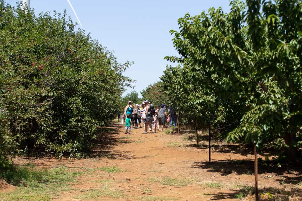 קטיף עצמי אל-רום