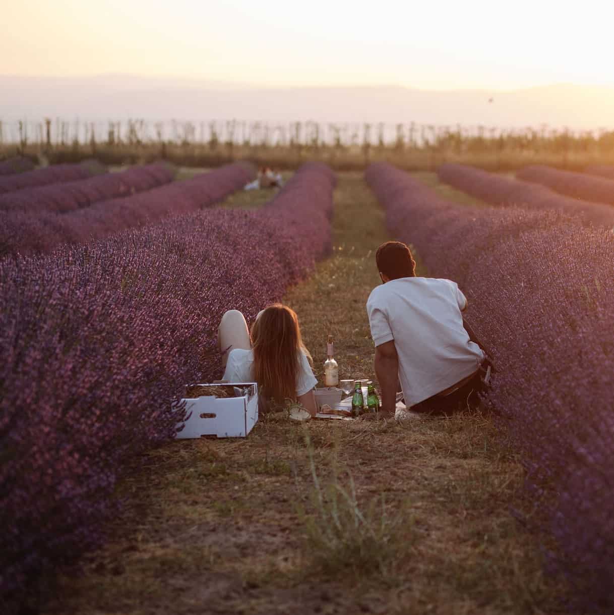 פיקניק בשדה הלבנדר בנוביקס