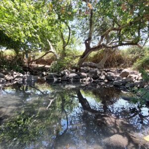 עין פחורה צילום יהודה ויינברג