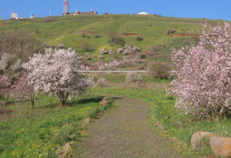 אשד שלו שקדיות בעמק הבוסתנים מאושר לשימוש מרץ 2023
