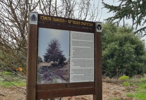 הנגמש והארז