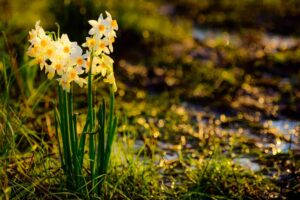טיול פריחה ברמת הגולן