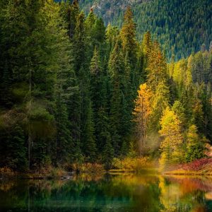 SIMPLY SMART בדיקה