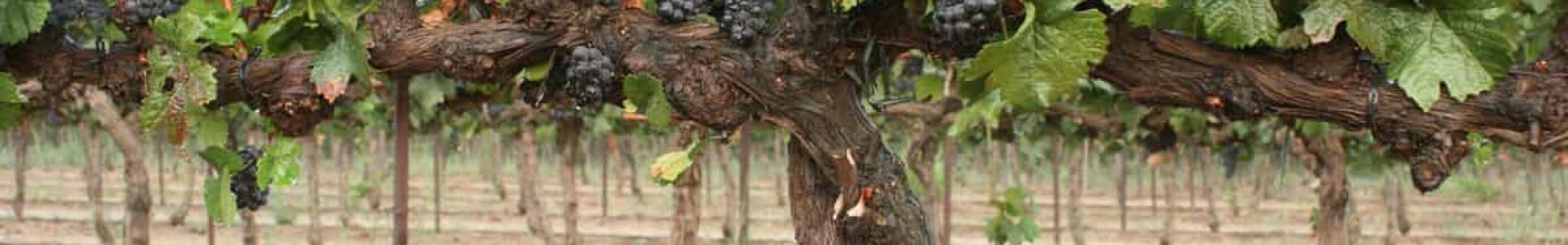 תיירות חקלאית בגולן