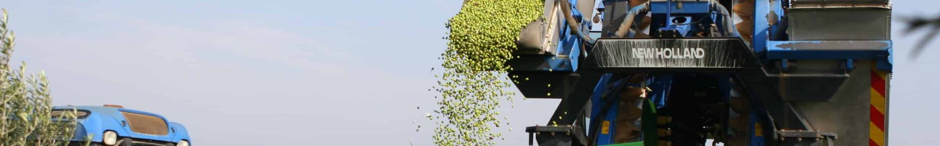 תיירות שמן זית, צילום באדיבות משק הילמן (2)